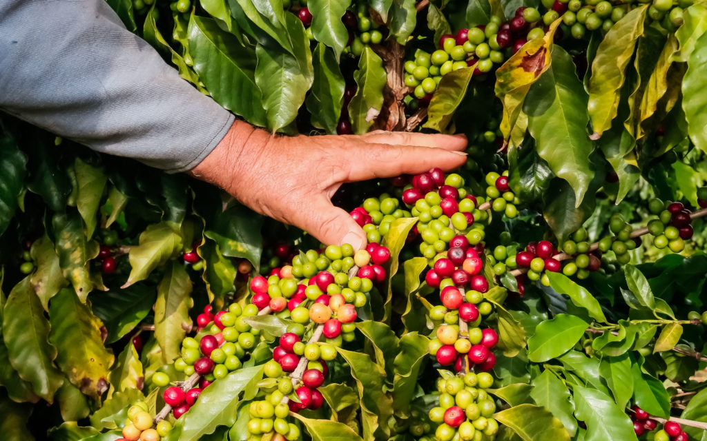 café da serra de apucarana